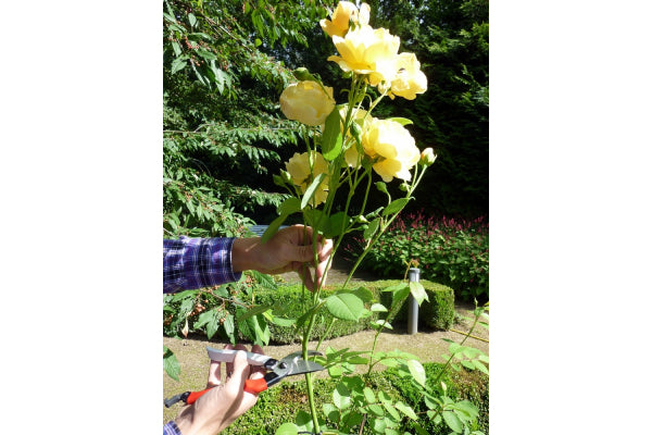 Okatsune Small Bypass Secateurs 101