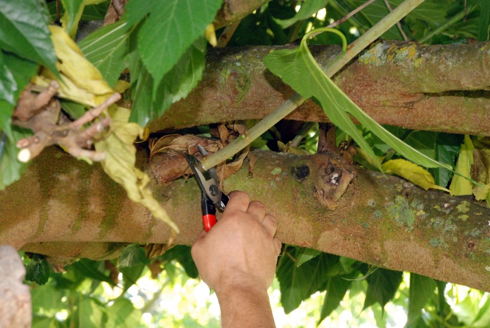 Okatsune Small Bypass Secateurs 101
