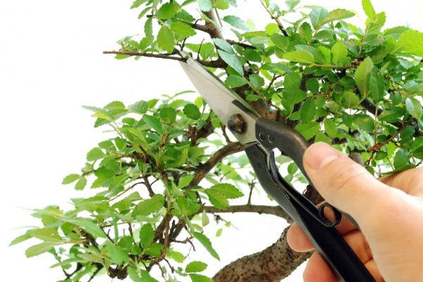 Okatsune Heavy Duty Thinning Snips 207 Suitable for small branches